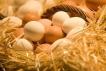 Farm products. Chicken eggs