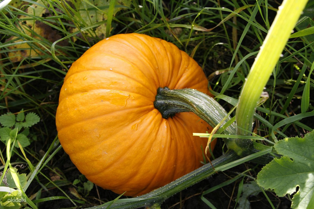 Дикая тыква фото Homemade Food and Farm Products Users ladogaferma pumpkin