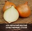 Лук репчатый