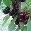 Healthy and natural berry. The sweet cherry