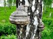 Natural products. Chaga mushroom